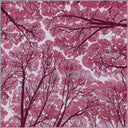 Alfombra moderna rosa Sky Dome